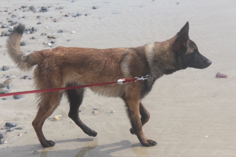 Lobo dit flash Du Domaine D' Ukase